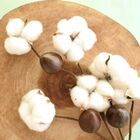 Haste De Flor Seca De Algodão Envelhecida | Flor Desidratada